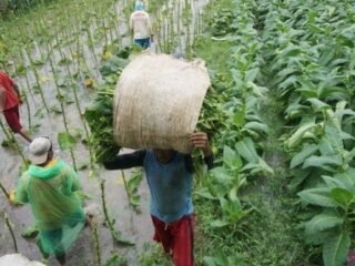 Kebijakan Rokok Baru dari Pemerintah Dinilai Lemahkan Industri Tembakau