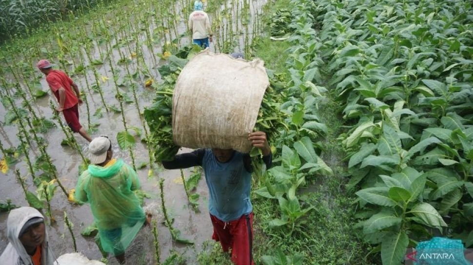 Kebijakan Rokok Baru dari Pemerintah Dinilai Lemahkan Industri Tembakau