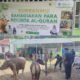 Semangat Berbagi Menguat, Yayasan Kauny Insanul Quran Palembang Salurkan 221 Paket Daging Kurban